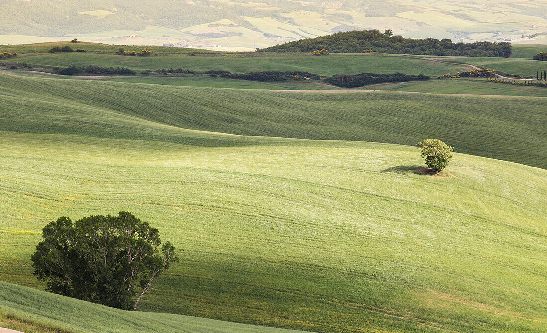 Die berühmten grünen Hügel der Toskana mit einigen Baum. Provinz Siena, Toskana, Italien.