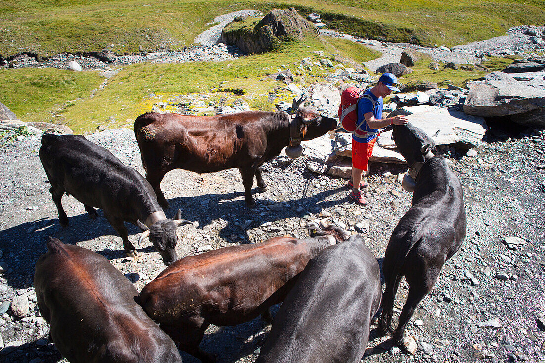 Die Hand eines männlichen Wanderers wird von einer Erringer-Kuh am Ende des Val d'Hérémence in der Schweizer Region Wallis geleckt. Dies ist die halbe Haute Route, eine beliebte Alpenwanderung durch Frankreich und die Schweiz.