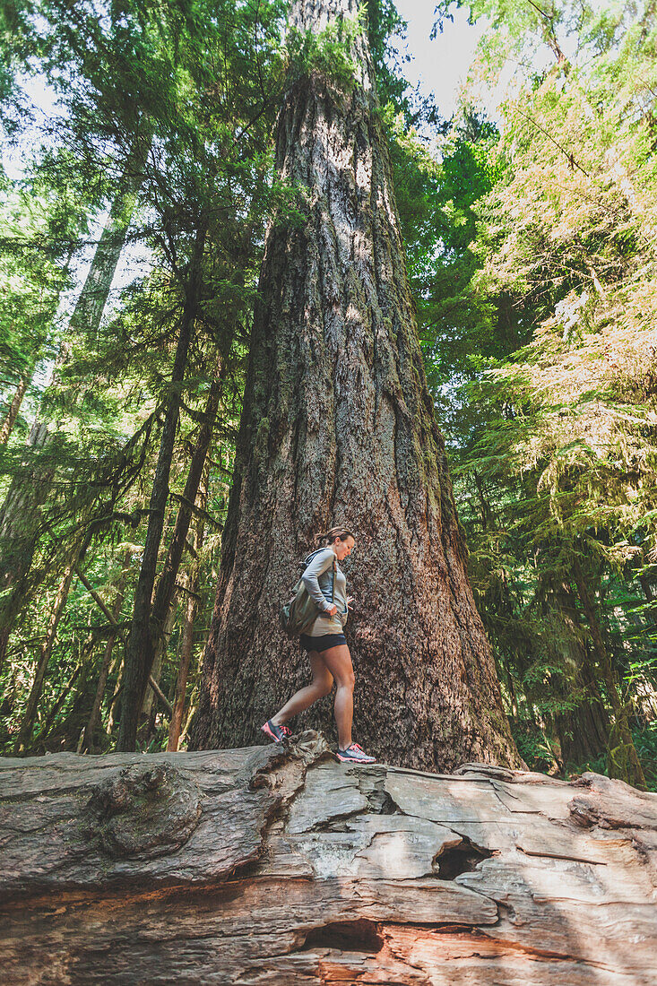 Eine junge Frau wandert unter einem alten Douglas Fir Baum im Cathedral Grove, Cathedral Grove, British Columbia.