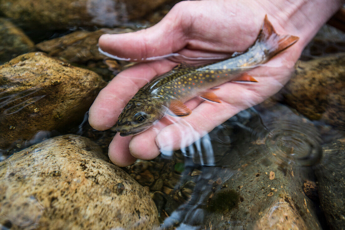 Small wild brook trout being released in the water.