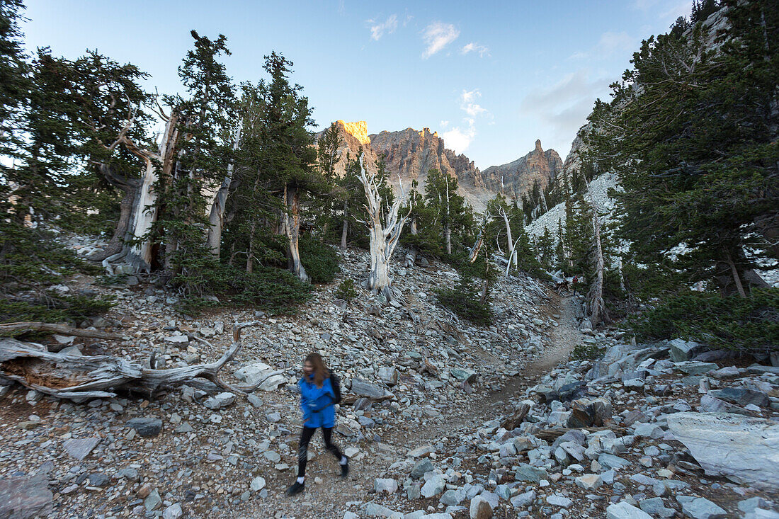 Young woman hikes through the ancient bristlecone grove in Great Basin National Park.