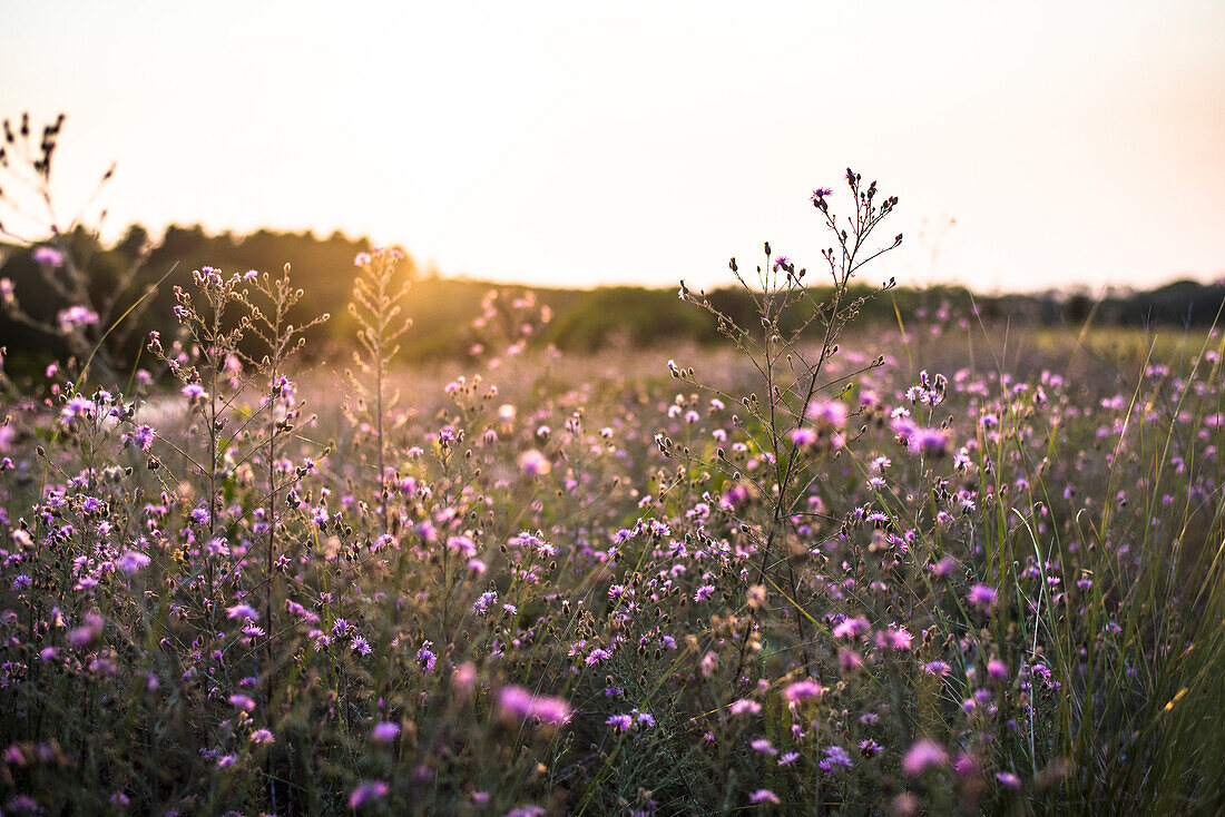 A walk along the thistles on a summer evening in Rhode Island.