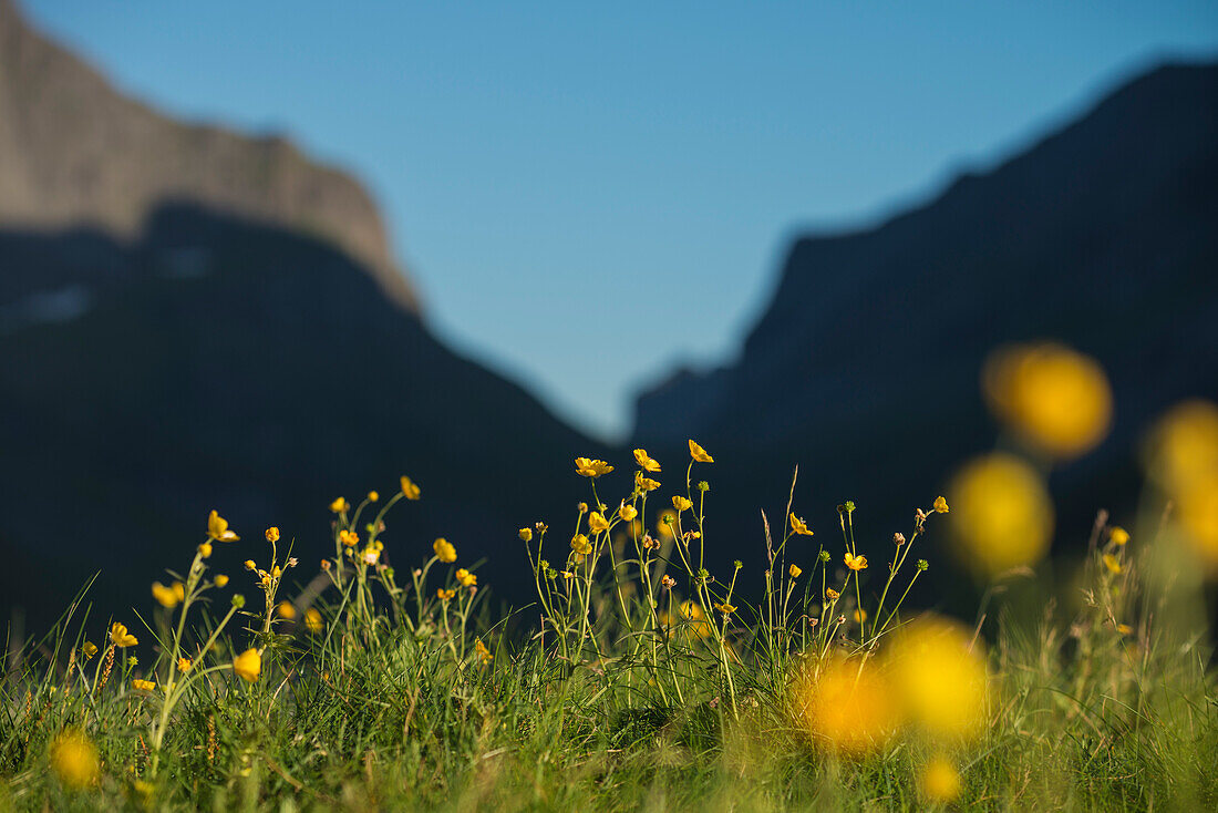 Gelbe Wildblumen im Sommer am Horseid Strand, Moskenesøy, Lofoten Inseln, Norwegen
