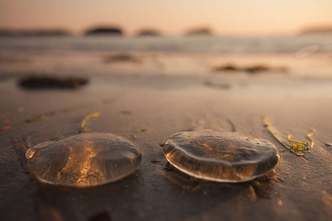 Two Jellyfish on the sandy beach near Tofino, British Columbia, Canada.