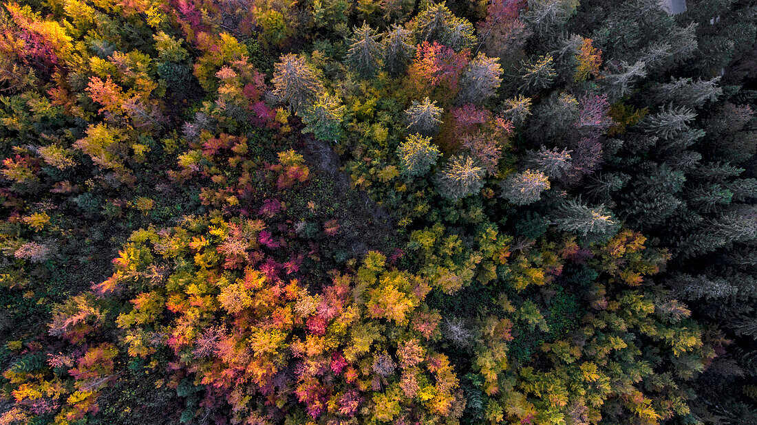 Luftaufnahme eines Waldes im Herbst mit einer ganzen Reihe von herbstlichen Farben im Kanton Waadt, Schweiz
