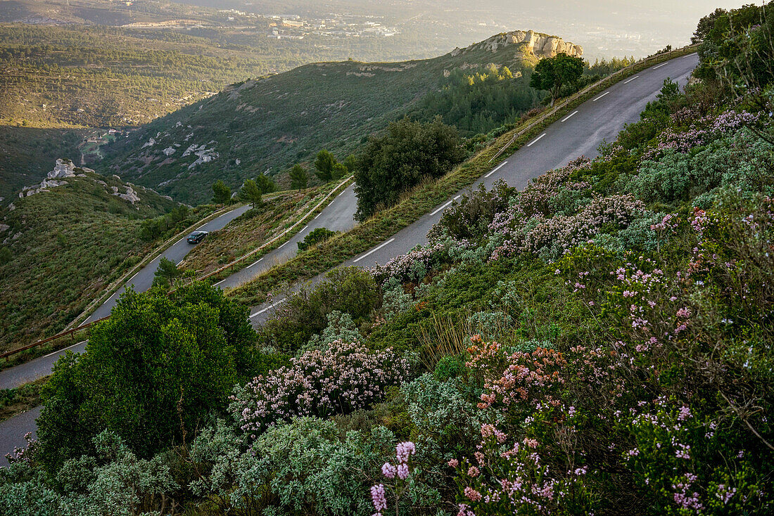 view of a sinuous scenic road in the garrigue at sunrise with flowers in the foreground in winter in the South of France