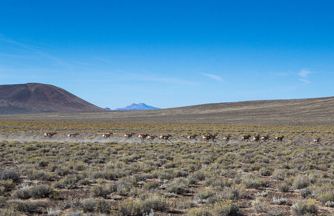 Antilope läuft voller Geschwindigkeit durch die Wüste.