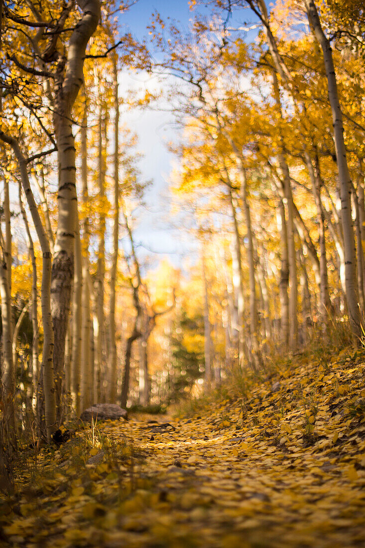 Gefallene Espenblätter bedecken den Weg zum Wheeler Peak im Great Basin Nationalpark.