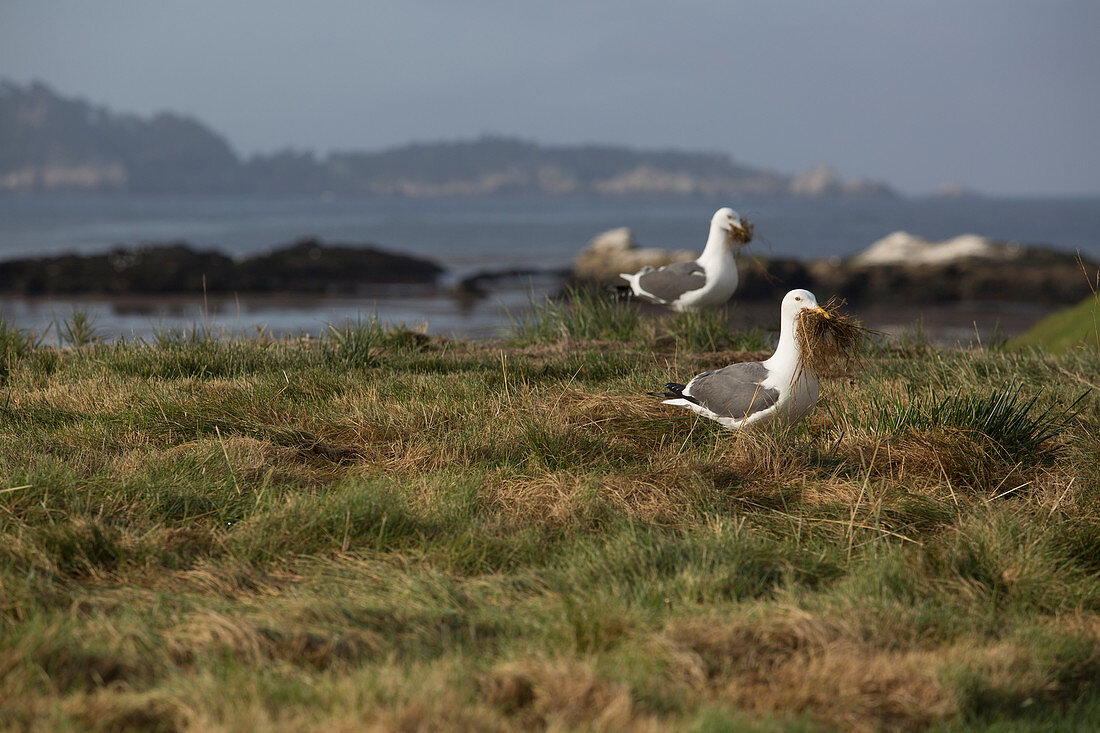 Seagulls gather nesting material on the California coast.