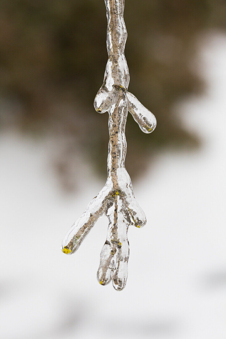 Gefrorene Pflanzen bedeckt in einer dicken Eisschicht nach einem seltenen und gefährlichen Winter Eissturm mit eisigen Regen in Eugene Oregon.