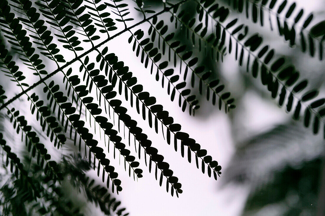 Fern leaves in silhouette