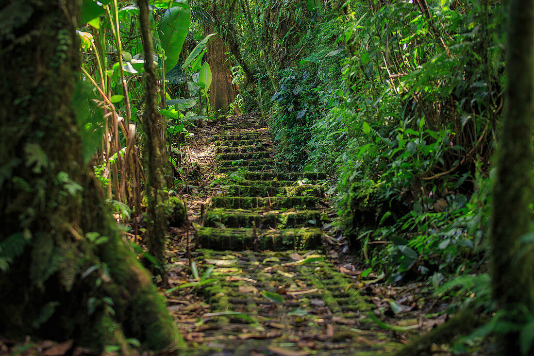 Alte Steinstufen sind im Monteverde Regenwald in Costa Rica mit Moos bedeckt.
