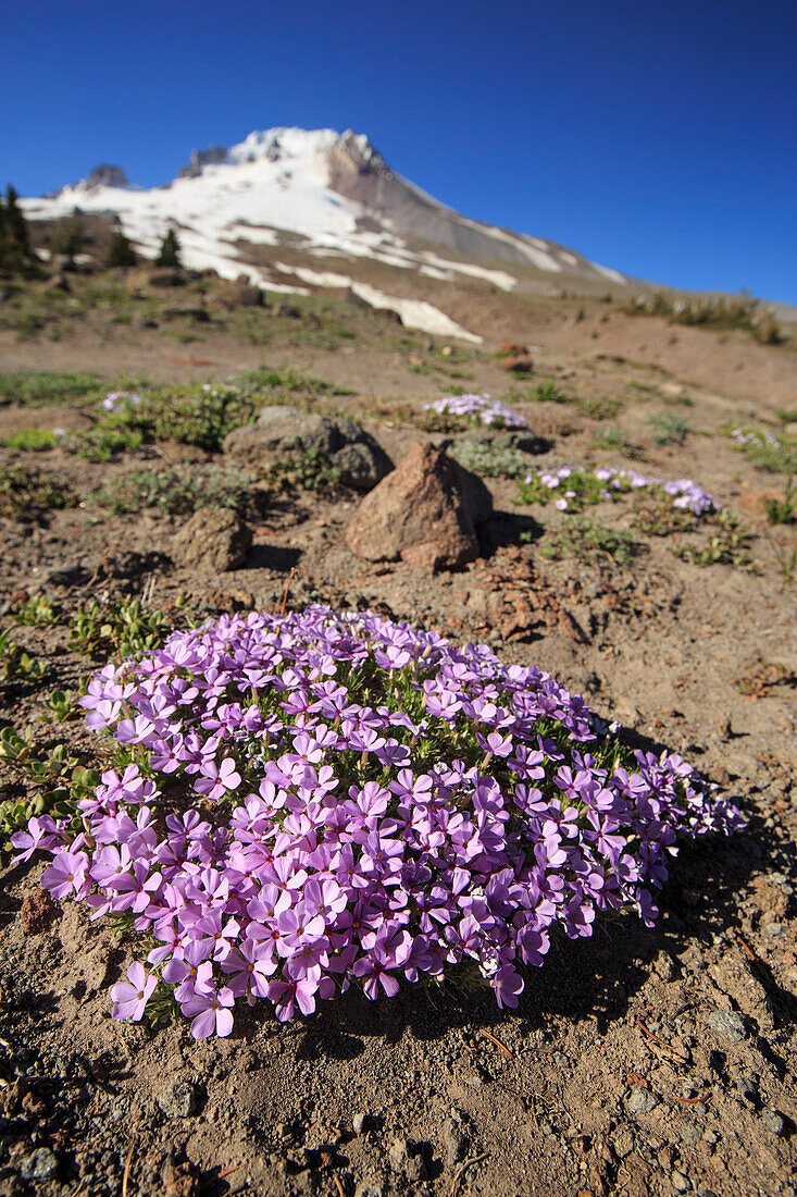 Wildflowers sit at the base of snow capped Mount Hood in Oregon.