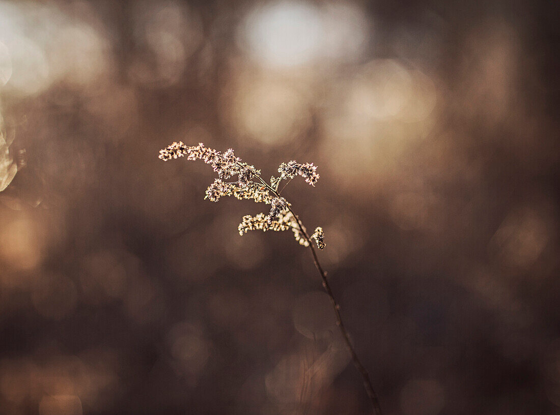 Nature photograph of plant with focus on foreground, Phippsburg, Maine, USA