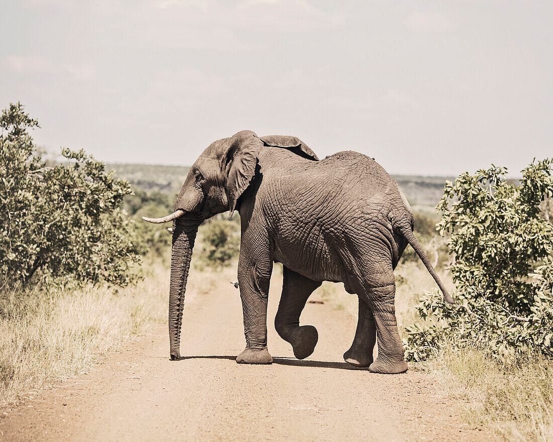 Nature photograph with single elephant crossing dirt road, Kruger National Park, South Africa