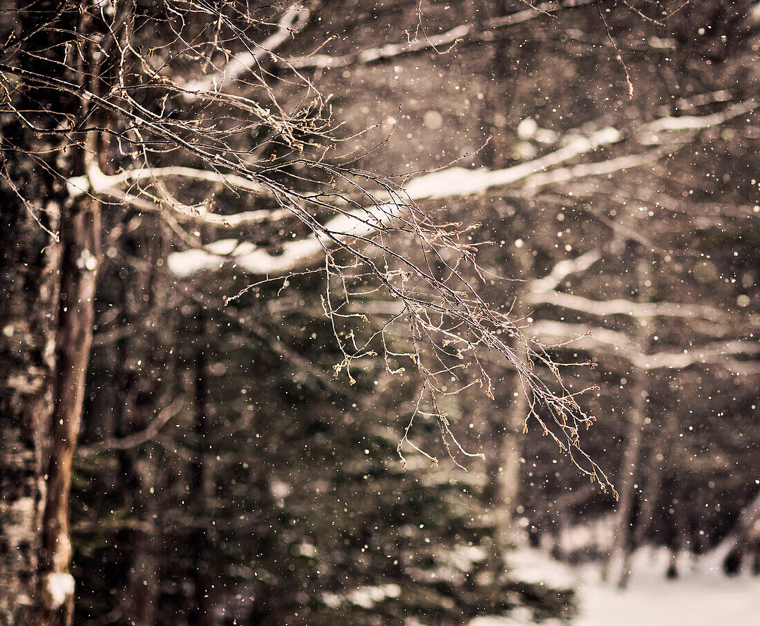 Schöne Natur Foto mit Zweig im Wald im Winter während Schneefall, White Mountain National Forest, New Hampshire, USA