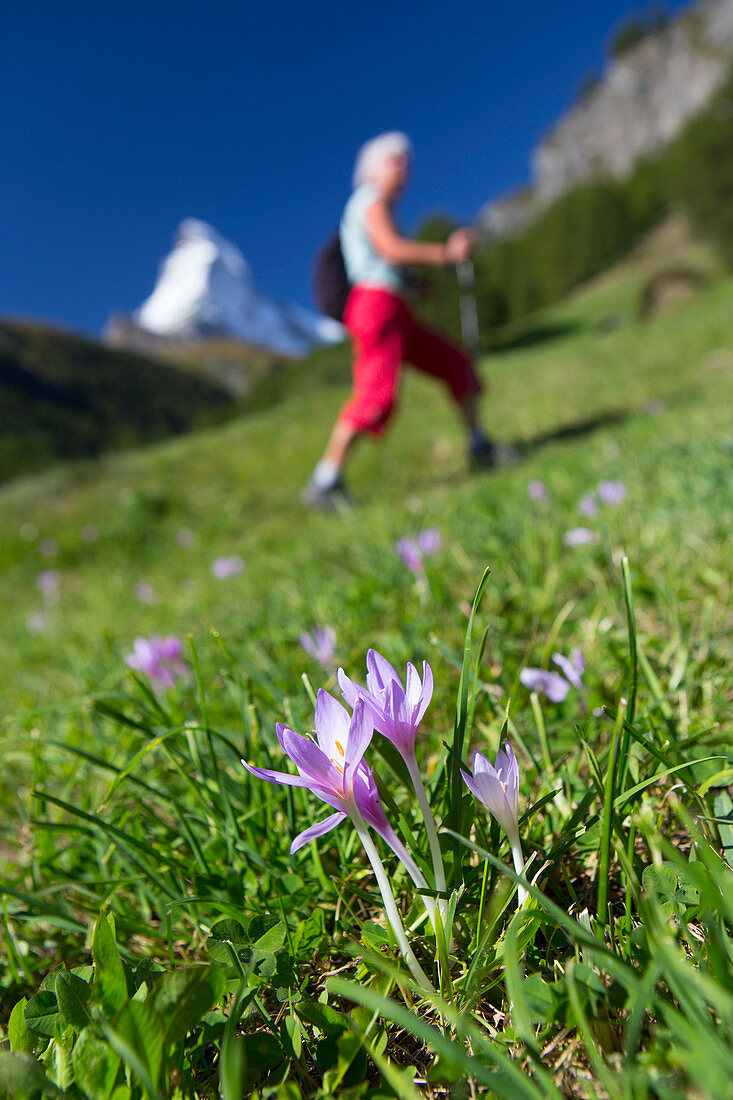 Eine weibliche Wandererin mit dem Matterhorn im Rücken und einer violetten Alpenblume im Vordergrund.