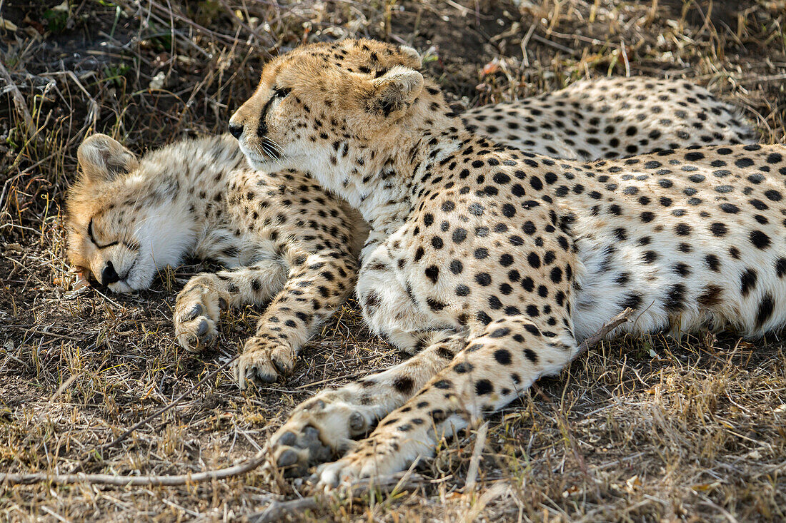 Gepard wacht über und ihr Junges in Maasai Mara, Kenia
