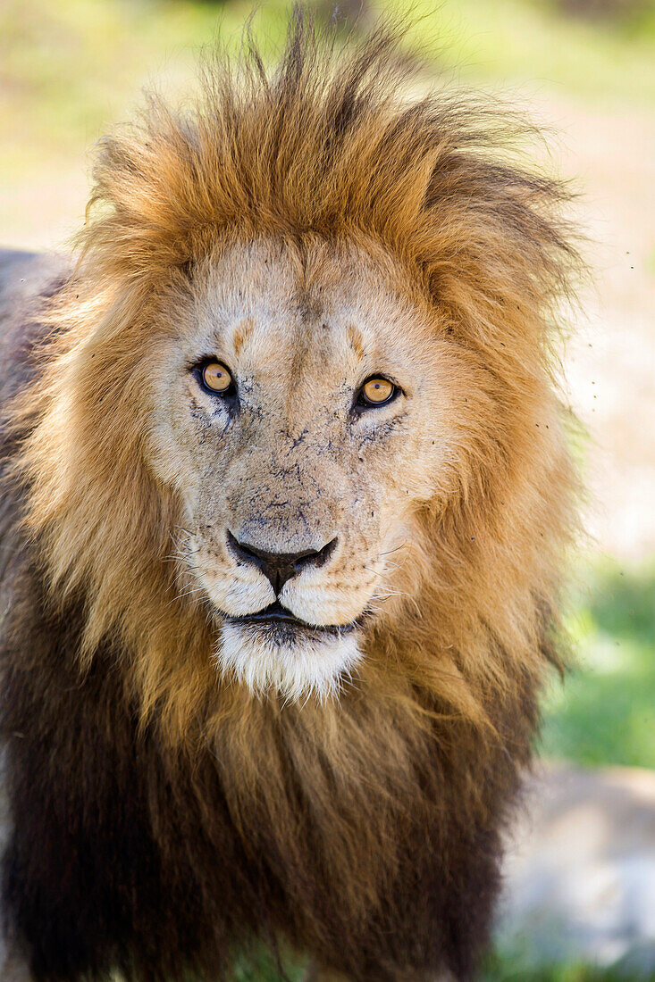 Lion in Maasai Mara, Kenya