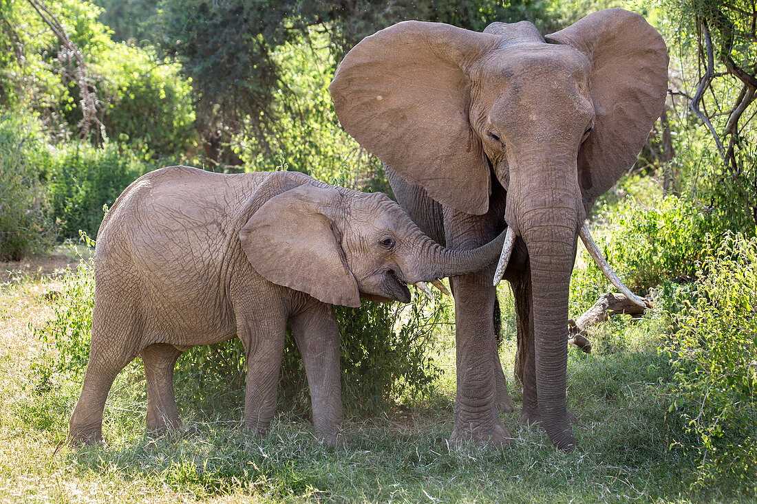 Elephant family at Samburu National Reserve, Kenya