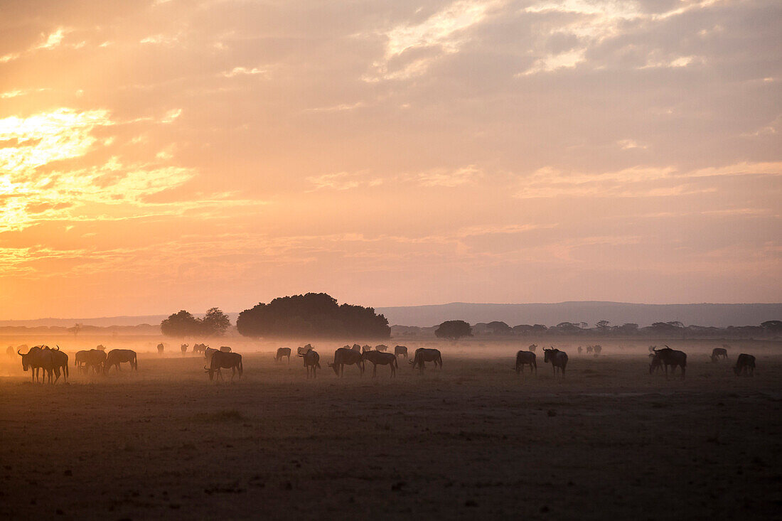 Herd of wildebeests on plain at sunset in Amboseli National Park, Kenya