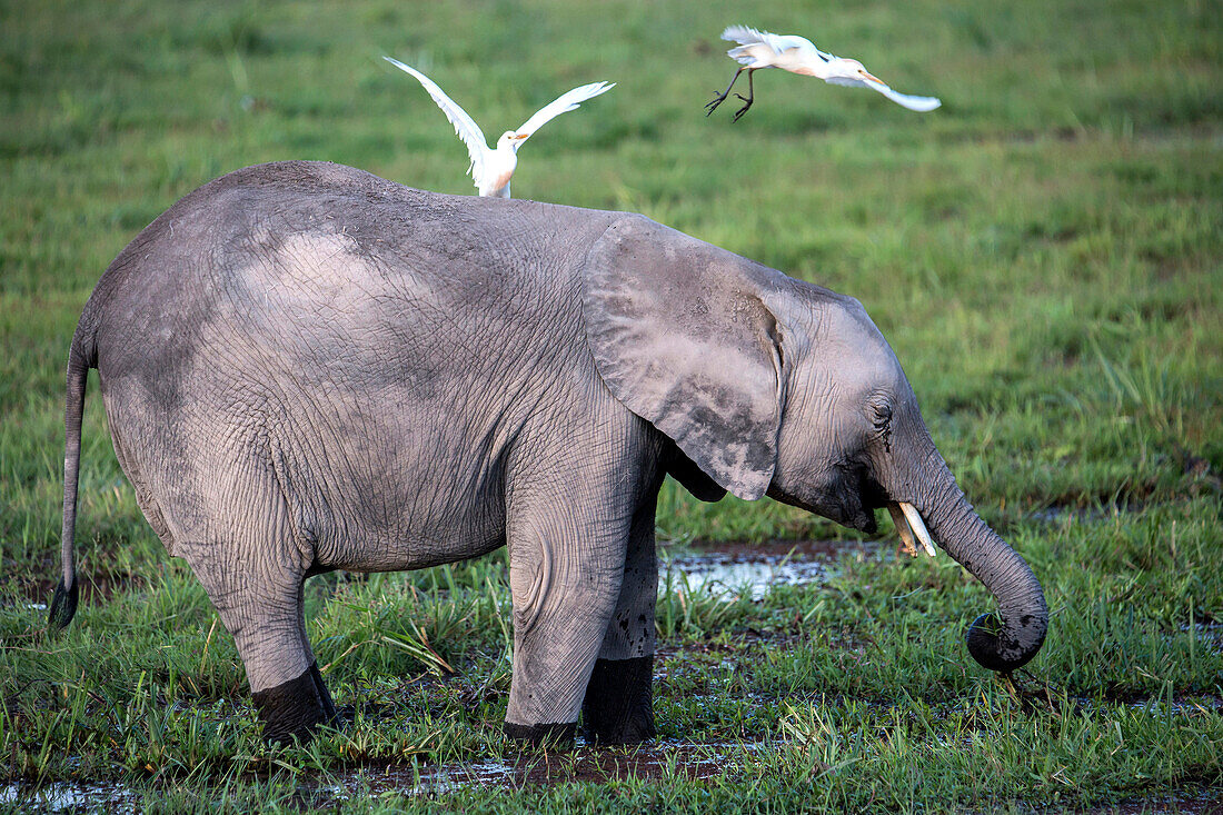 Elefant Kalb Weiden im Sumpf in Amboseli National Park, Kenia