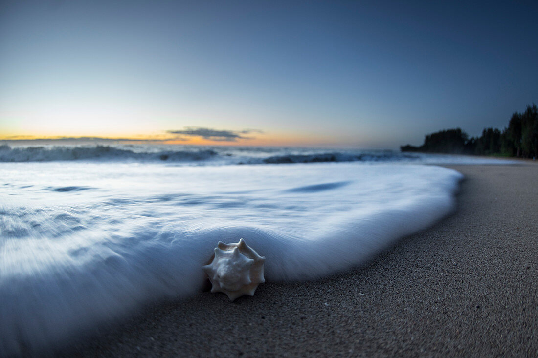 Close up shot of a foam wave surrounding a sea shell on the shoreline in Hawaii during sunset.