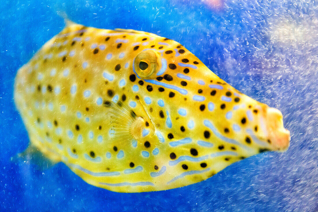 Beautiful spotted yellow boxfish (Ostracion cubicus) underwater, Cozumel, Yucatan Peninsula, Mexico