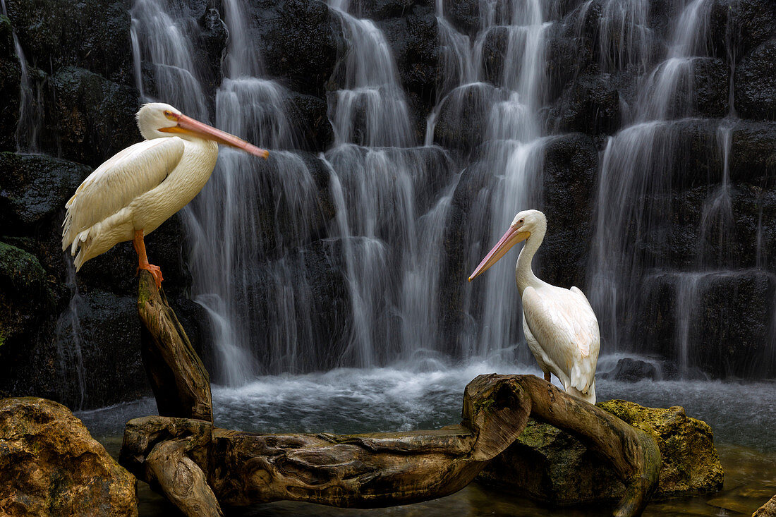 Two white pelican (Pelecanus erythrorhynchos) birds against waterfall, Xcaret Park, Playa del Carmen, Yucatan Peninsula, Mexico
