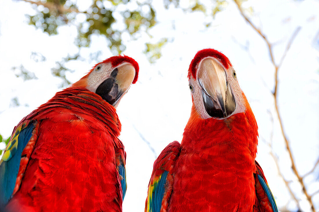 Two scarlet macaw (Ara macao) parrots looking at camera, Xcaret Park, Playa del Carmen, Quintana Roo, Yucatan Peninsula, Mexico