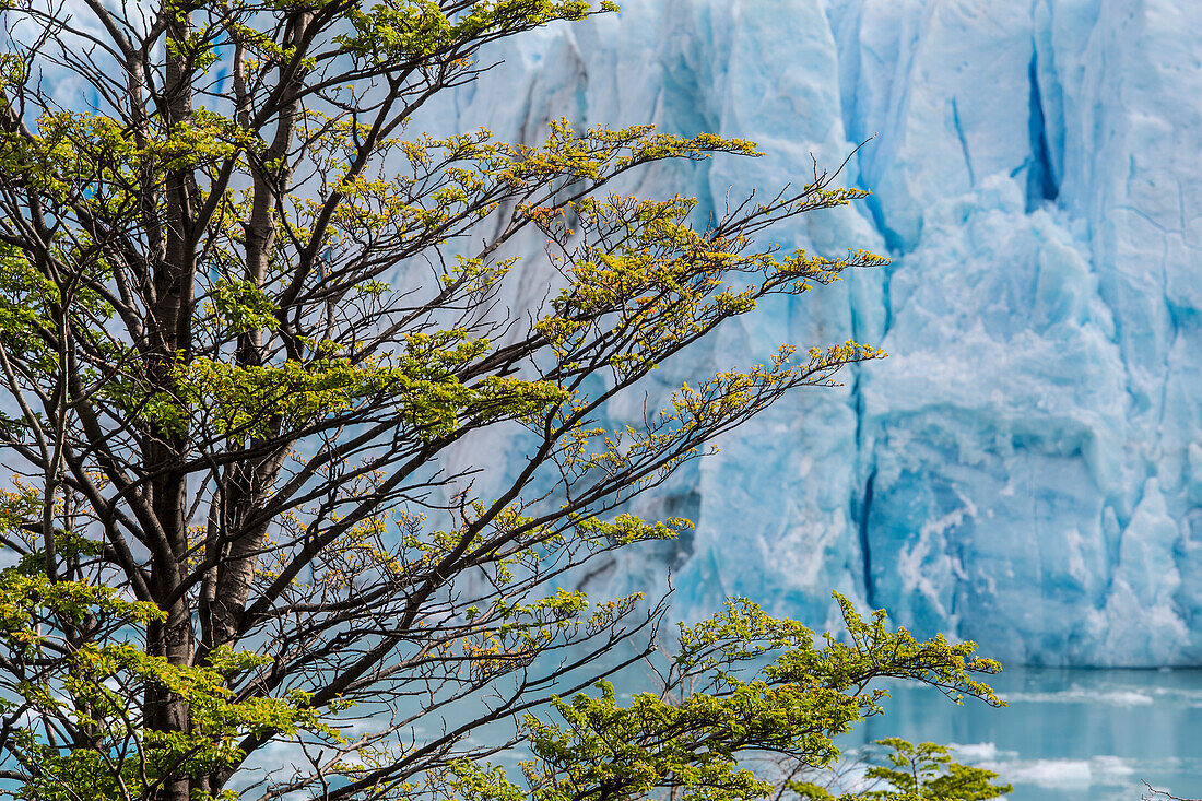 Baum gegen Perito Moreno Gletscher, Provinz Santa Cruz, Argentinien