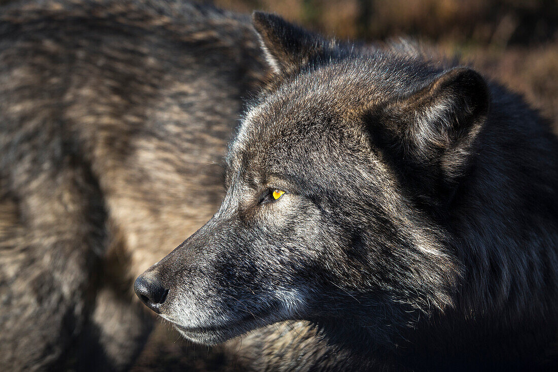 Headshot of timber wolf, Rapid City, South Dakota, USA