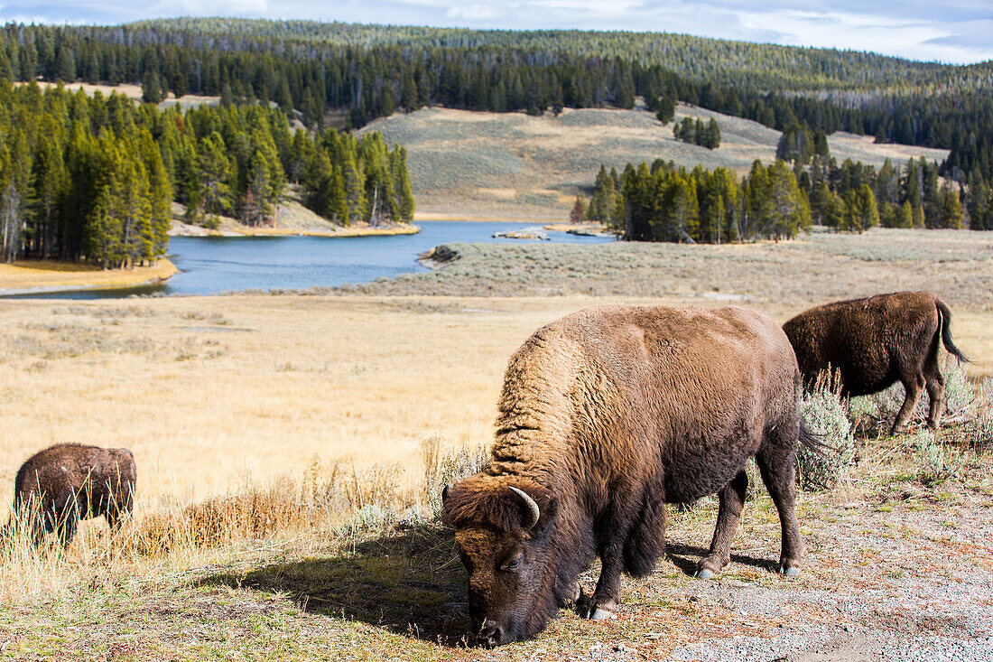 Bison Weiden in Wiese im Yellowstone National Park, Wyoming, USA