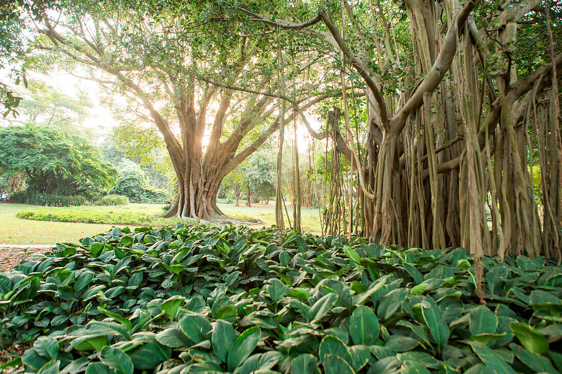 Indian banyan tree (Ficus benghalensis) at Durban Botanic Gardens, Durban, KwaZulu-Natal, South Africa