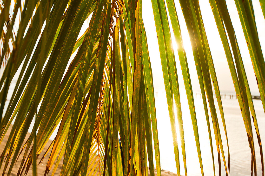 Sunset behind palm frond, West End, Roatan, Honduras