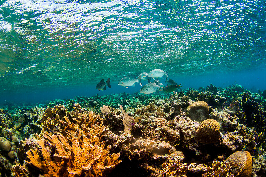 Unterwasser-Ansicht der Fischschwarm schwimmen über Riff und Korallen, West End, West Bay, Roatan, Honduras