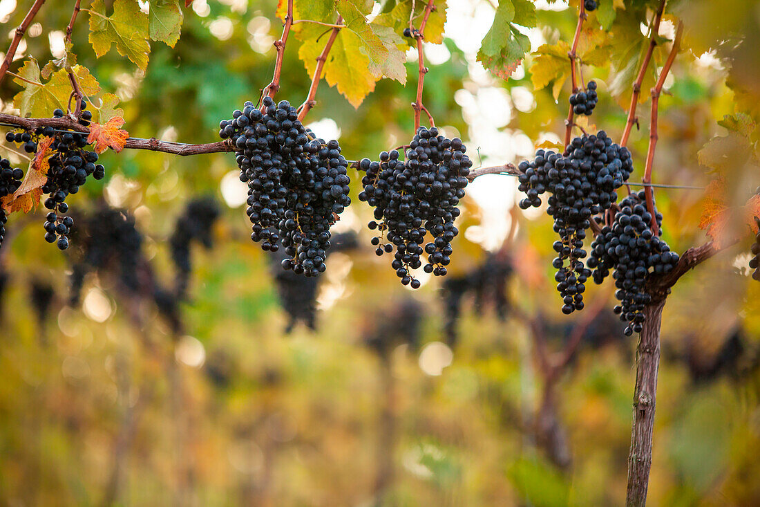 Bunch of grapes hanging in vineyard, Delaplane, Virginia, USA