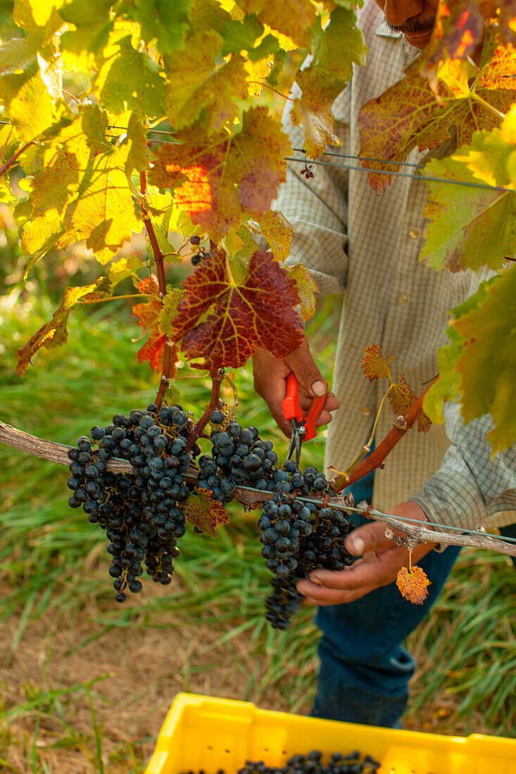 Ein Arbeiter schneidet eine Weintraube während der Ernte in einem Weinberg in Virginia. Klares, kühles und trockenes Wetter sorgt für die beste Ernte.