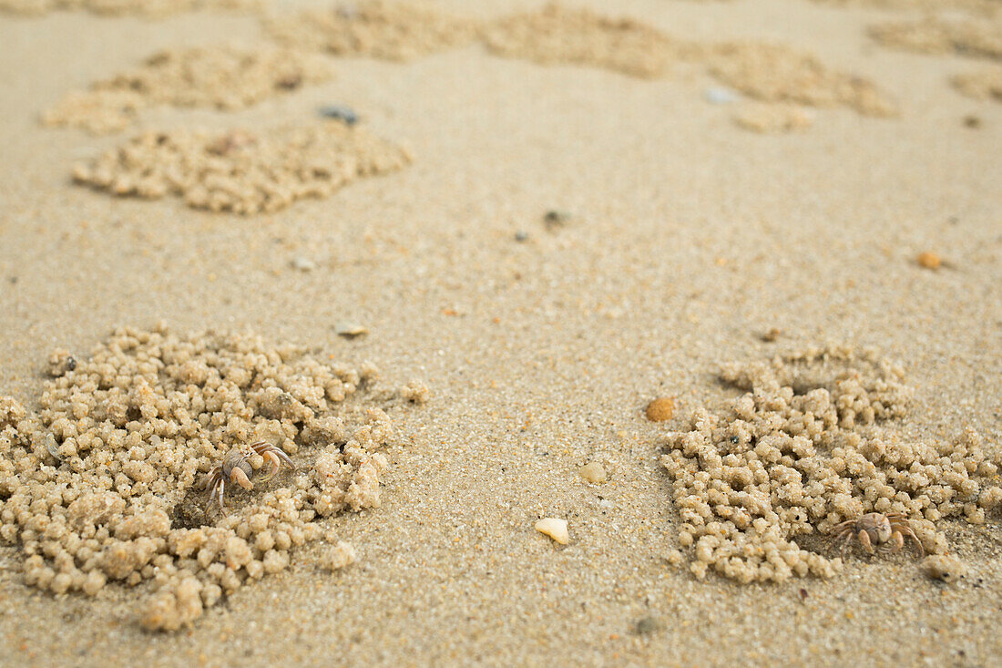 Tiny crabs filtering sand for food and leaving behind rows of small sand balls, Krabi Province, Thailand
