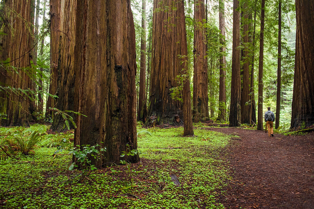 Man wandert in der natürlichen Landschaft von Redwood Forest, Humboldt County, Kalifornien, USA