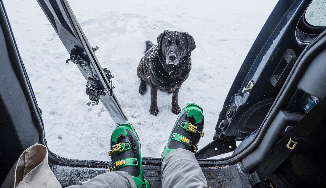 Dog sitting on snow and waiting for owner to get out car and go skiing, California, USA