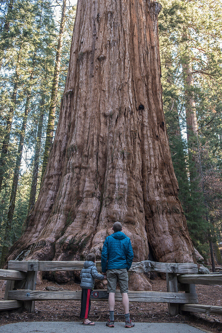 Boy and father looking up at giant sequoia tree in Sequoia National Park, California, USA
