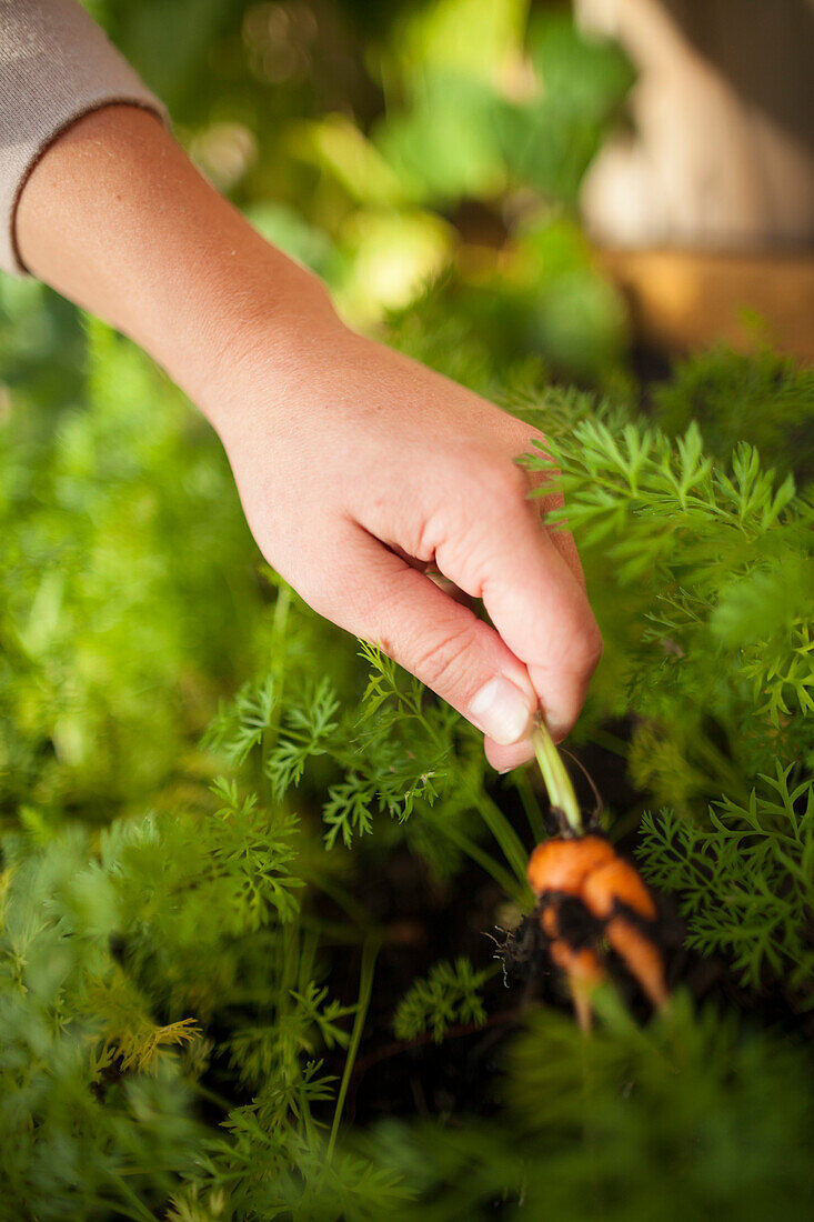 Hand der Person, die organische Karotten vom Hinterhofgarten, Surrey, Britisch-Kolumbien, Kanada erntet