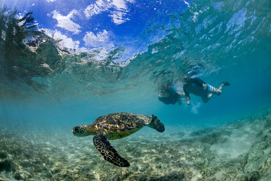 Leute, die mit Schildkröten am Laniakea-Strand schnorcheln