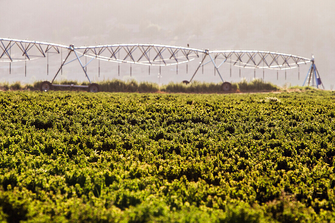 Irrigation sprinklers on farm land