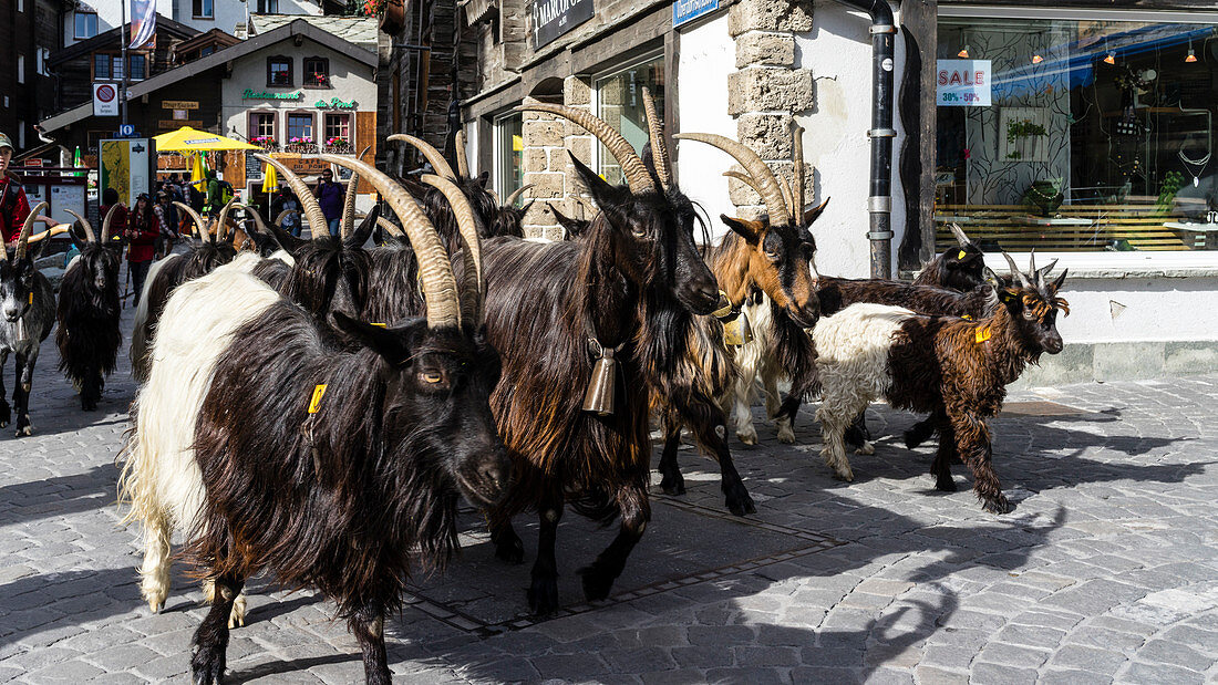 Herd Of Goat Walking On Street Of Zermatt