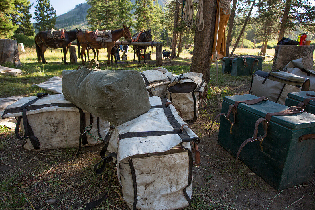 Panniers Are Placed Together In Camp With Horses And Mules In The Background