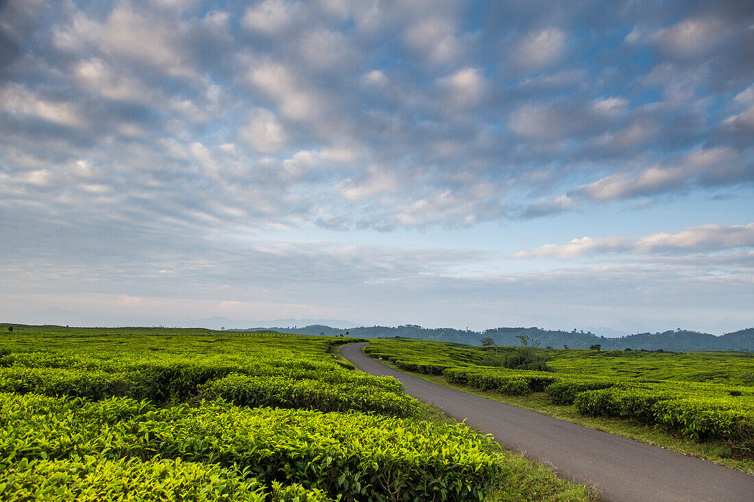 Tea fields and a narrow road under a blue sky of patchy clouds in the Kerinci Valley. Kerinci is one of the most productive tea regions in the world. Kerinci Valley, Sumatra, Indonesia