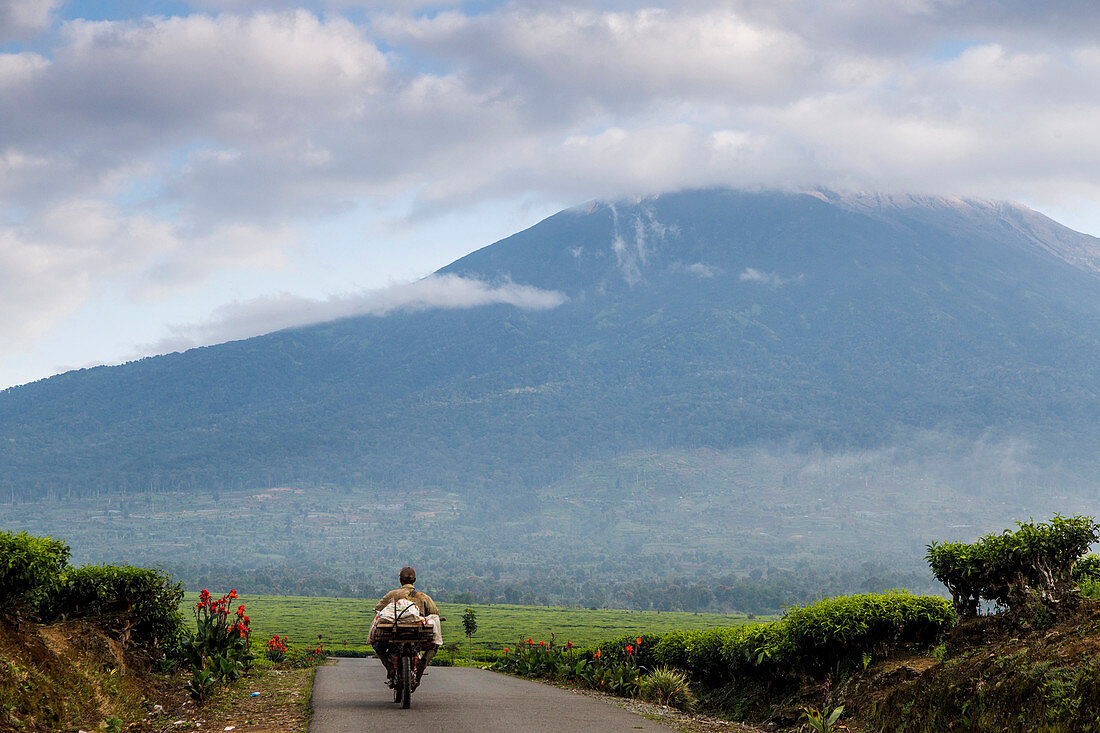 A man rides a small motorcycle loaded with a bundle of produce down a narrow road with tea fields on either side and a cloud-capped volcano on the horizon. Kerinci Valley, Sumatra, Indonesia