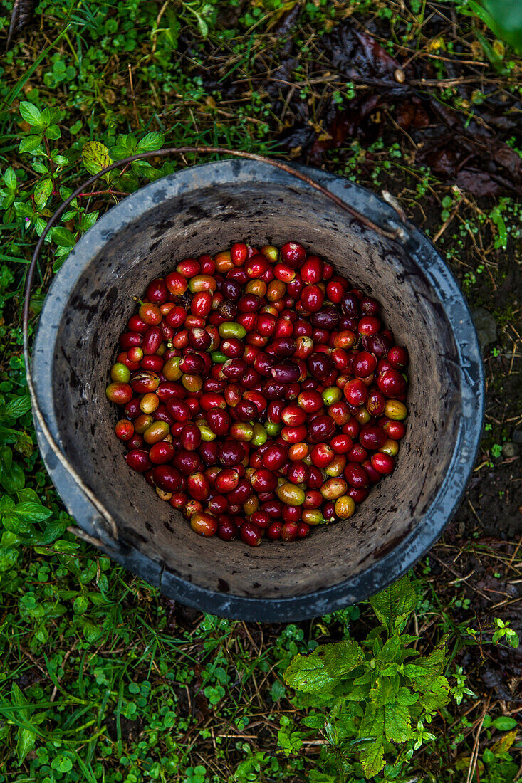 Rote Kaffeebohnen in einem hölzernen Eimer von oben geschossen. Kerinci Valley, Sumatra, Indonesien